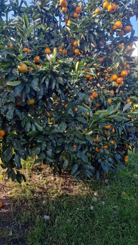Their own mandarin tree heavy with ripe fruit against a blue sky, grass beneath