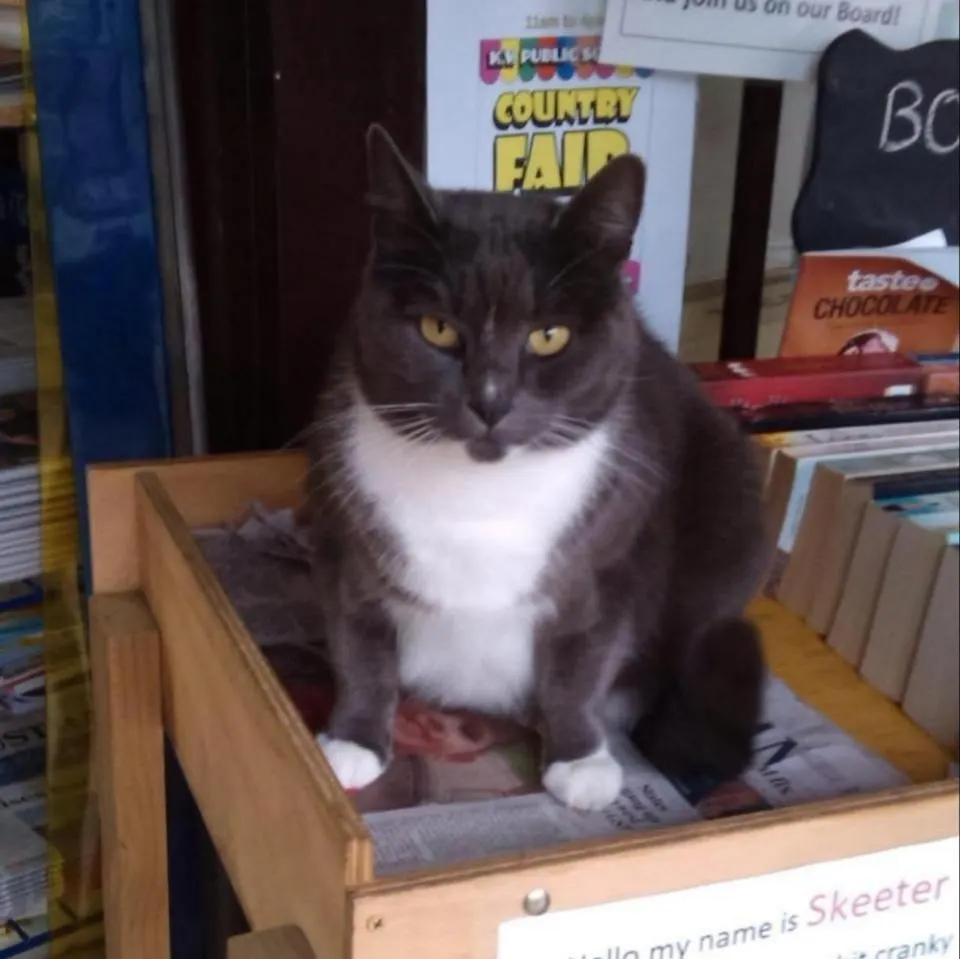 Skeeter, a grey and white cat, sitting in the timber newspaper rack. A sign on the rack reads Hello my name is Skeeter.